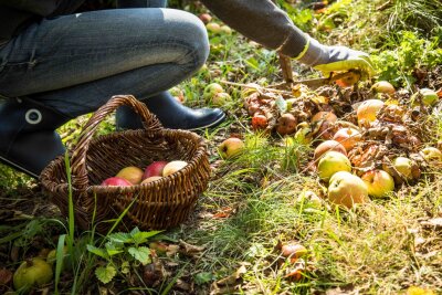 Herbst im Garten: Zeit zum Ernten und Pflanzen - Fallobst sammeln: Äpfel ohne faule Stellen eignen sich hervorragend zum Entsaften.