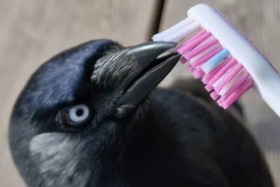 Herzlich, tierisch, witzig: Wie Krähe Gunna und Tierretterin Birgit das Internet erobern! - Birgit versucht Gunna mit einer Zahnbürste zu streicheln, der will aber lieber die Borsten rausreißen.