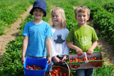 Erdbeeren selber pflücken ist vor allem mit der ganzen Familie ein Spaß.