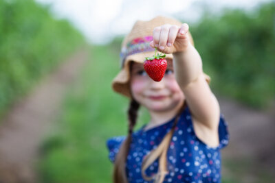 Erdbeeren selber pflücken ist vor allem mit der ganzen Familie ein Spaß.