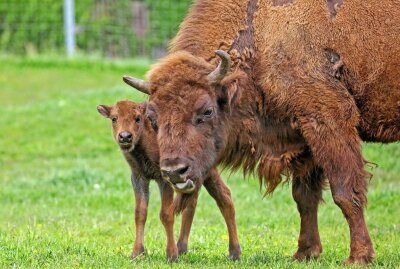 Hirschfelder Tierpark freut sich über Wisent-Nachwuchs - Wisent-Mama mit Wisent-Baby. Foto: Ralph Köhler/propicture