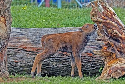 Hirschfelder Tierpark freut sich über Wisent-Nachwuchs - Das Wisent-Baby erkundet sein Gehege. Foto: Ralph Köhler/propicture