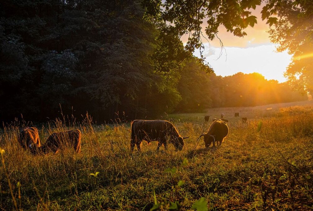 Hochlandrinder helfen im Hirschgrund beim Naturschutz - Auch bei Sonnenuntergang haben die Hochlandrinder noch Appetit.