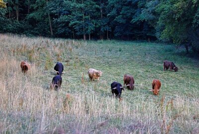 Hochlandrinder helfen im Hirschgrund beim Naturschutz - Die Tiere sollen das Zuwachsen der Wiesen verhindern. Foto: Markus Pfeifer