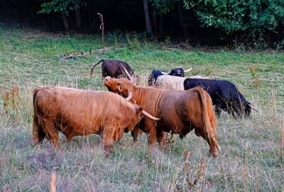 Hochlandrinder helfen im Hirschgrund beim Naturschutz - Die Jungbullen geraten auch manchmal aneinander. Foto: Markus Pfeifer