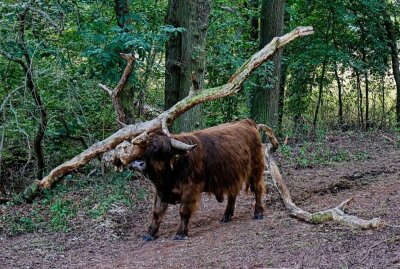 Hochlandrinder helfen im Hirschgrund beim Naturschutz - Totholz hilft, wenn der Kopf juckt. Foto: Markus Pfeifer