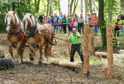 Holzrücker-Tradition bleibt in Großrückerswalde lebendig - Veranstalter Bernd Schaarschmidt wird mit seinen Pferden auch selbst zu den Teilnehmern des Erzgebirgscups gehören. Foto: Andreas Bauer