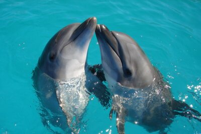 Auch Delfine neigen dazu, ihre Lust mithilfe gleichgeschlechtlicher Partner zu befriedigen. Symbolbild. Foto: Unsplash