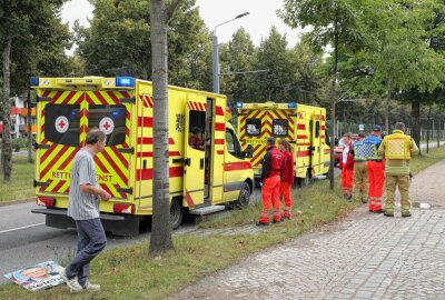 Hornissenangriff: Mehrere Personen erleiden schwere allergische Reaktionen - In Dresden kam es zu einem Hornissenangriff. Foto: Roland Halkasch