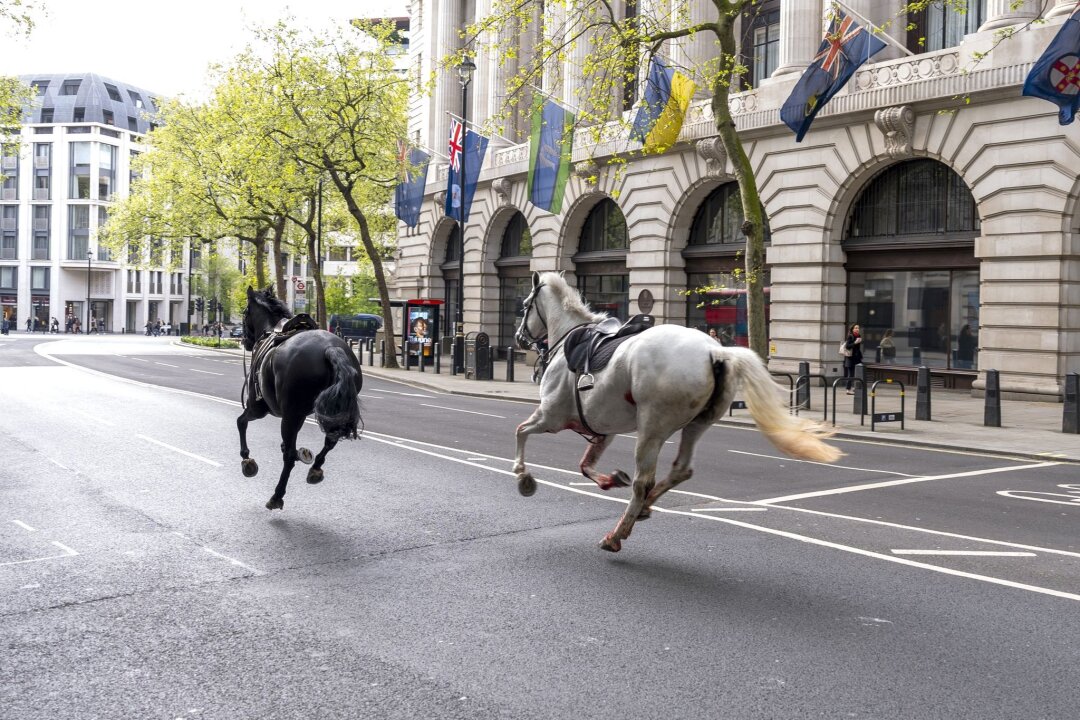 Huf-Alarm in London: Pferde galoppieren durch City - Die entlaufenen Pferde in London in der Nähe von Aldwych.