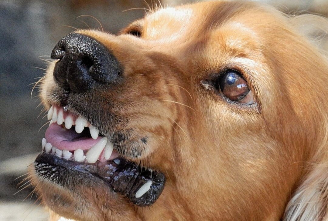 Hund greift Frau an und verursacht Verletzungen - Halterin des Hundes muss Konsequenzen tragen: Fahrlässige Körperverletzung angeklagt. Symbolbild. Foto: Pixabay