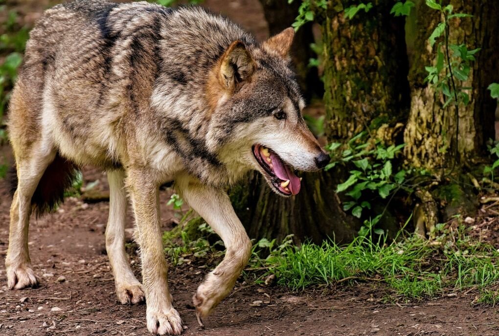 Hund in Sachsen von Wölfen getötet - In Weißwasser wurde ein Hund von Wölfen getötet. Symboldbild. Foto: Pixabay