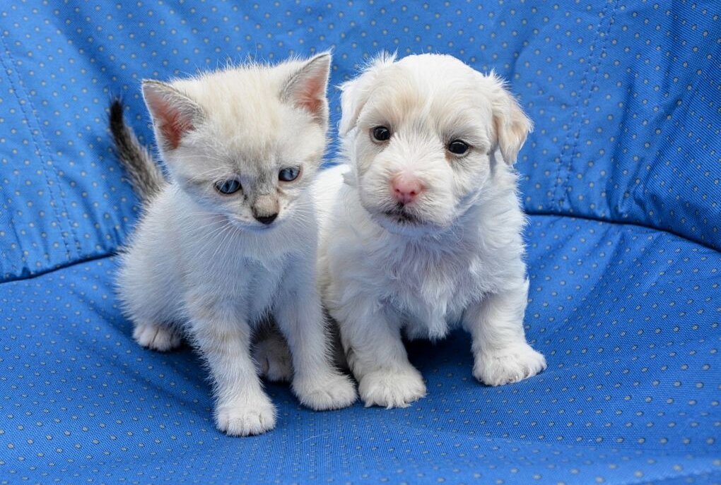 Hunde- oder Katzenmensch: Was es für die Persönlichkeit bedeutet - Hunde- oder Katzenmensch? Das ist hier die Frage! Foto: pixabay