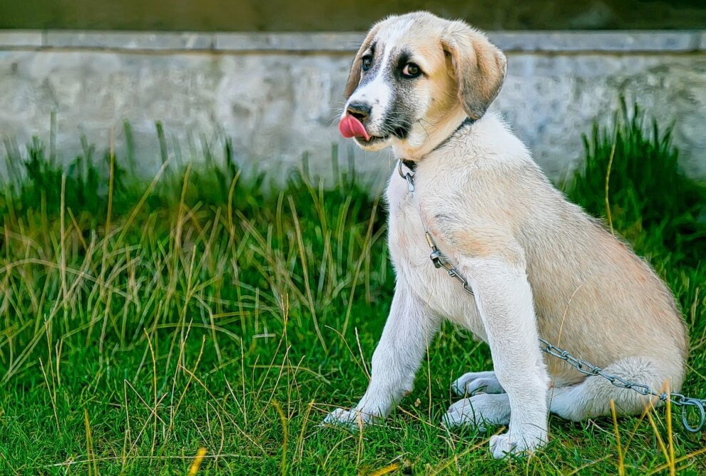 Hundebesitzer, aufgepasst: Giftköder ausgelegt - Giftköder in Radibor: Gefahr für Haustiere. Symbolbild. Foto: Pixabay