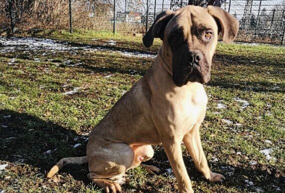 Hundebesitzer überfordert: Tierheim Dresden verzeichnet Anstieg von ausgesetzten Hunden - Mastif-Mischlng Bodo. Foto: Tierheim Dresden