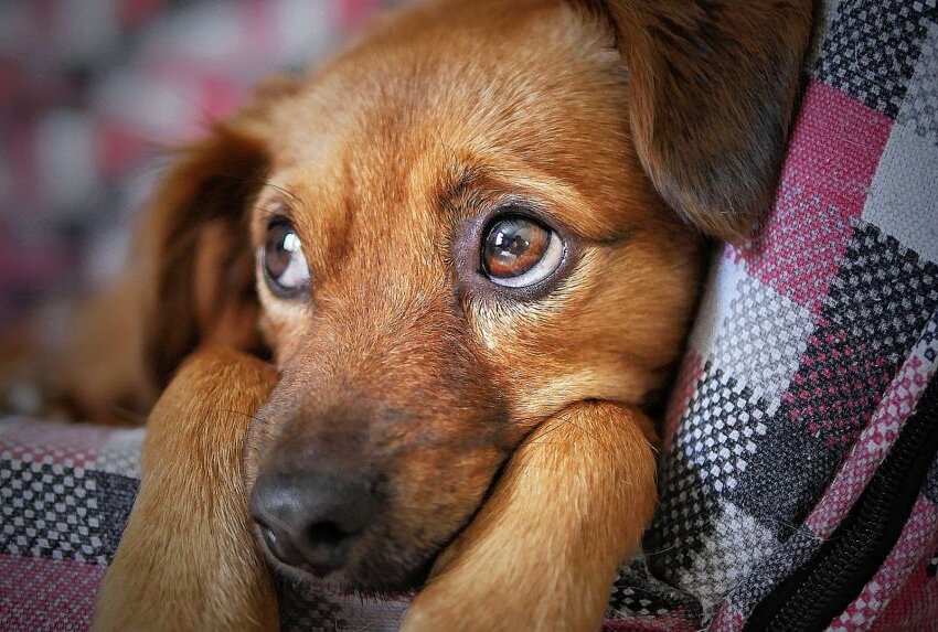 Hundewelpe getreten und verletzt - Zeugen gesucht - Ein Unbekannter hat am Mittwochvormittag einen Hundewelpen getreten und verletzt.  Symbolbild. Foto: moshehar/pixabay