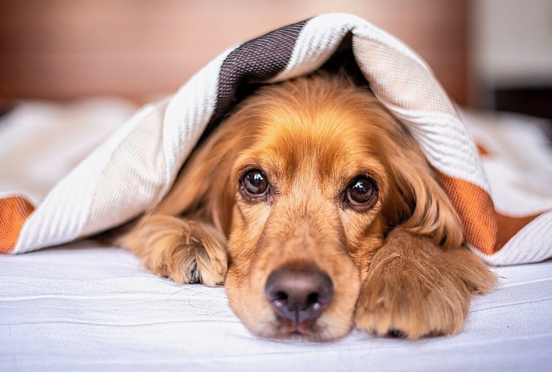 Hundewelpe nach Misshandlung gerettet - Symbolbild. Foto: Pixabay