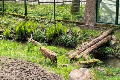 Hyänenanlage für den Chemnitzer Tierpark - Die Hyänenanlage wurde von dem Verein "Tierparkfreunde Chemnitz e.V." an die Stadt übergeben. Foto: Paarmann Dialogdesign
