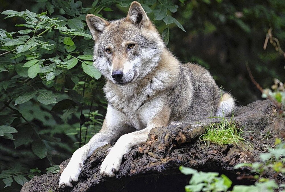 Im Colditzer Forst bei Leipzig gibt es nun Wölfe - Symbolbild Foto: pixaby/Wildfaces