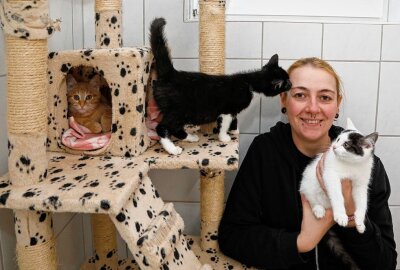 Im Langenberger Tierheim gibt es zu viele Katzen - Tierheim-Mitarbeiterin Larissa Lämmel hat viele Samtpfoten in Betreuung. Foto: Markus Pfeifer