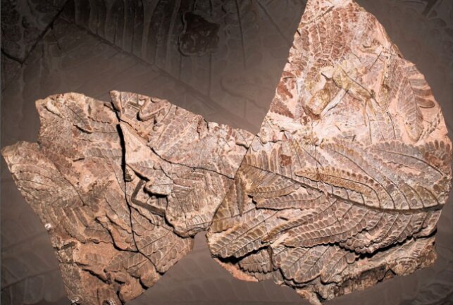 Im Museum für Naturkunde gibt es besonderes Pflanzenfossil zu sehen - Bei der Präparation des Fossilfundes bewies der geologische Präparator Evgeny Fridland enorme Geduld und Fingerspitzengefühl. Foto: Ludwig Luthardt