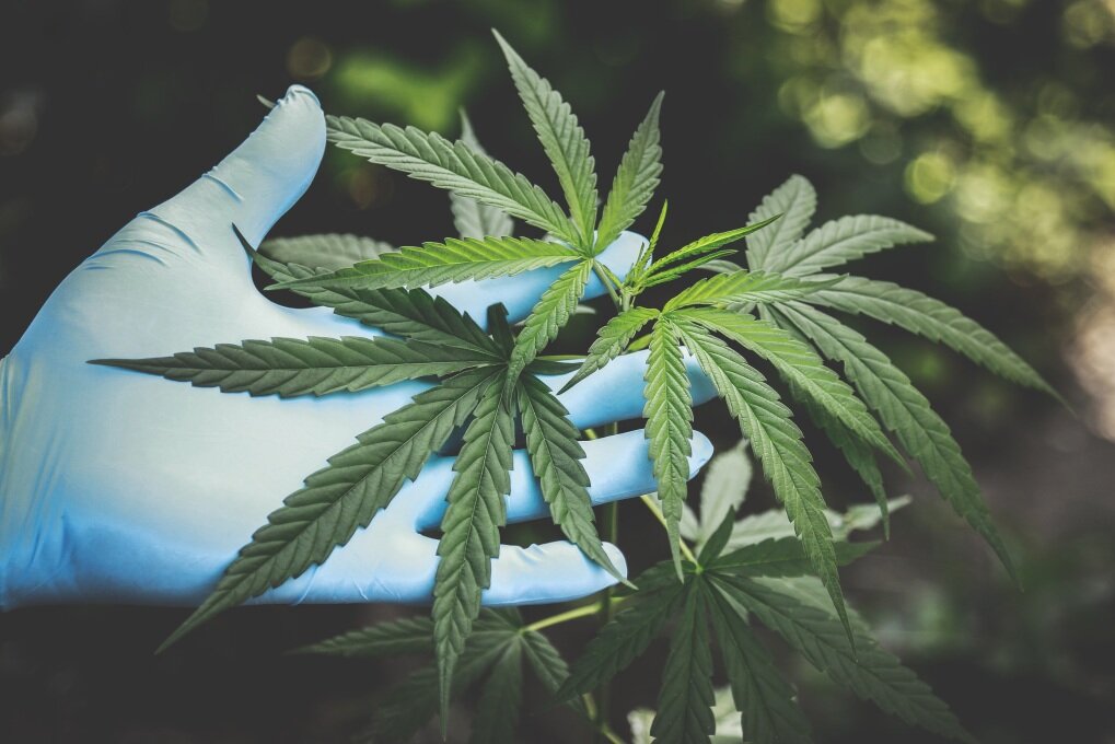 Die Polizei fand in der Wohnung über 150 Gramm Cannabis-Blüten und ein Gewächshaus mit Pflanzen.