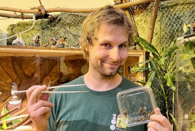 In Aue gibt's Nachwuchs bei den Igeltenreks - Mit Insekten kann Zootierpfleger Peter Hömke den Igeltenreks immer eine Freude machen. Foto: Ralf Wendland