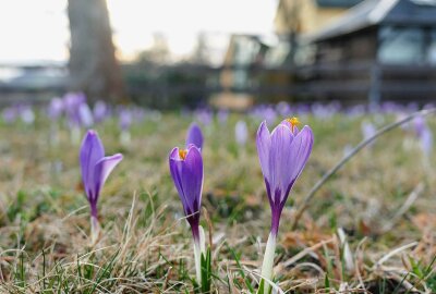 In diesem kleinen Ort im Erzgebirge blühen schon die Krokusse - Bislang waren die Blüten aufgrund der wenigen Sonnenstunden nur für kurze Zeit geöffnet. Foto: Andreas Bauer