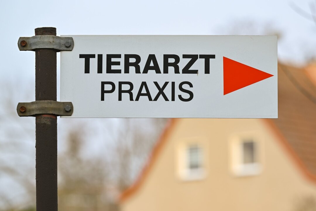 In dieser Stadt gibt es die meisten Tierärzte in Sachsen - Ein Wegweiser zu einer Tierarztpraxis.