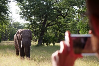 Ins "warme Herz Afrikas": Fünf Gründe für eine Malawi-Reise - Begehrtes Fotomotiv auf Safari: ein Elefant im Liwonde National Park.