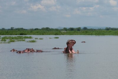 Ins "warme Herz Afrikas": Fünf Gründe für eine Malawi-Reise - Sperrangelweit: Ein Flusspferd im Liwonde National Park zeigt, was es mit seinem Maul so drauf hat.