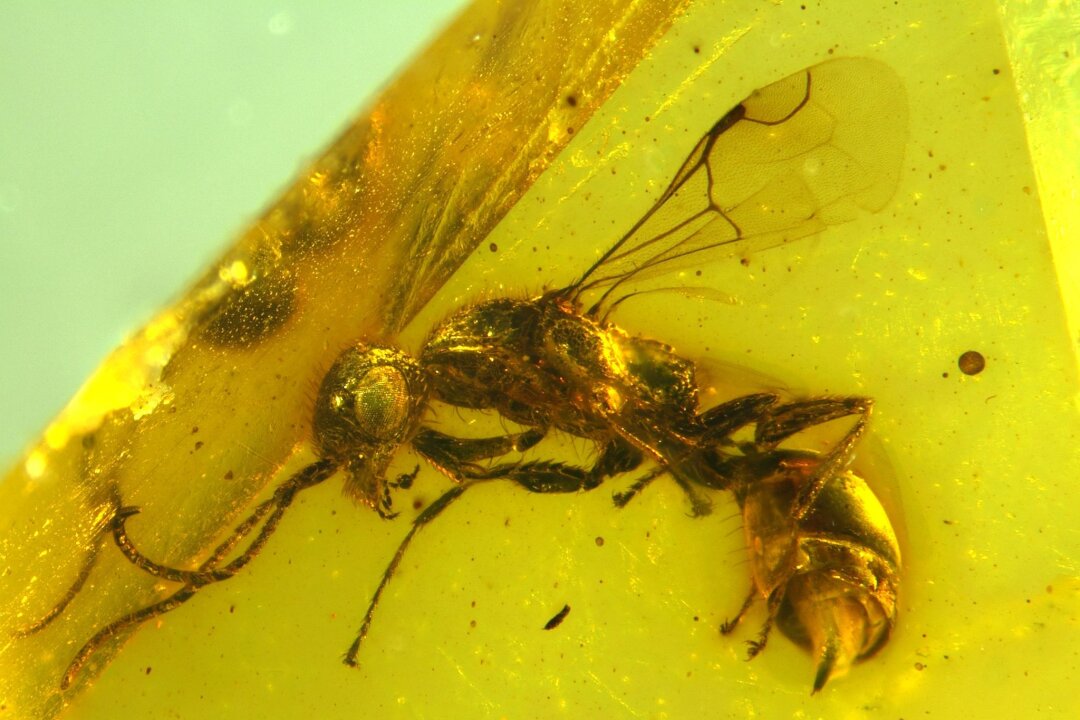 Insektenforscher entdecken längst ausgestorbene Wespe - Insektenforscher haben eine bislang unbekannte Wespenart in einem 100 Millionen Jahre altem Bernstein entdeckt.
