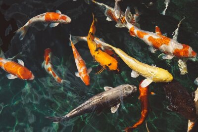 Interessantes und Kurioses über Fische zum "Aktionstag der Fische" - Zu den beliebtesten Zierfischen gehören die Goldfische sowie Guppy und Neonsalmler. Symbolbild: Pixabay
