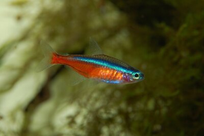 Interessantes und Kurioses über Fische zum "Aktionstag der Fische" - Der Neonsalmler. Symbolbild: Pixabay