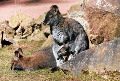Jungtiere locken in den Tierpark Chemnitz - Nachwuchs in der Australienanlage - kleine Emus und Kängurus zu sehen. Foto: Tierpark Chemnitz/Archiv