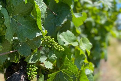 Kalifornien kulinarisch: Food-Trucks und Gourmet-Sterne - Das Klima im Sonoma County ist günstig für den Weinanbau - er hat hier eine lange Historie.