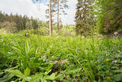 Kalkofen im Heidelbachtal touristisch aufgewertet - Die Wiese auf dem Plateau mit mehreren seltenen Pflanzenarten. Foto: Jan Görner