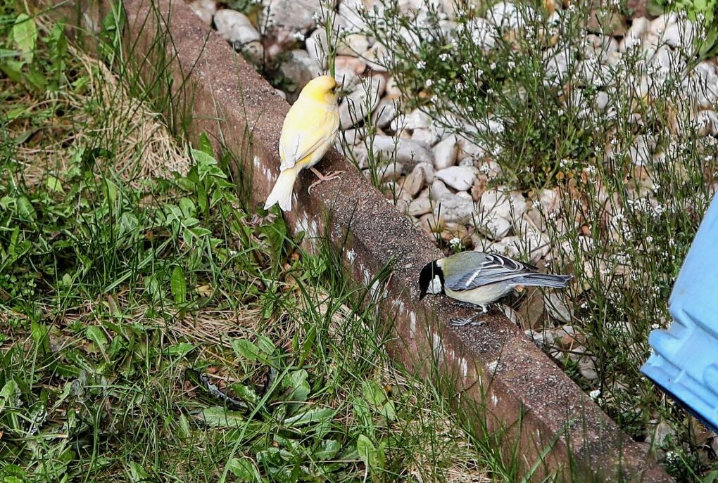 Kanarienvogel genießt Freiheit und lebt vor der Sparkasse Hohenstein-Ernstthal - Wer vermisst seinen kleinen Freund? Foto: Andreas Kretschel