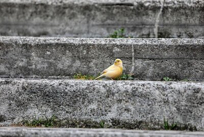 Kanarienvogel genießt Freiheit und lebt vor der Sparkasse Hohenstein-Ernstthal - Wer vermisst seinen kleinen Freund? Foto: Andreas Kretschel