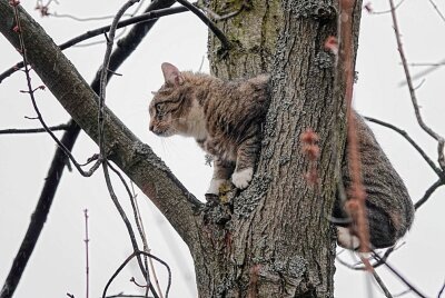 Katze auf 6 Meter hohem Baum: Tierrettung in Chemnitz - Am Laubengang in Chemnitz versuchte die Feuerwehr eine Katze aus einem Baum zu retten. Foto: Harry Härtel/haertelpress