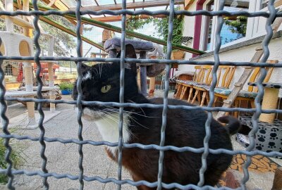 Katze im Erzgebirge enthauptet: Tierschützer kämpfen um Aufklärung - Zur Sicherheit bleiben alle anderen Katzen nun im Außengehege der Tierschutzstation. Foto: Andreas Bauer