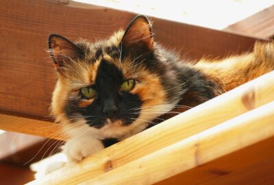 Katze im Erzgebirge enthauptet: Tierschützer kämpfen um Aufklärung - Auch drinnen kann es gemütlich sein. Foto: Andreas Bauer