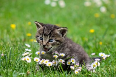 Katzen nach Corona-Test in Quarantäne: Kommt bald die Impfpflicht für Haustiere? - Symbolbild.