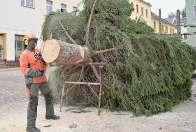 Kirchberger Weihnachtsmarkt ist soweit vorbereitet - Der Weihnachtsbaum von Kirchberg aufgestellt worden. Foto: Ralf Wendland