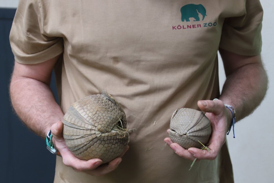 Kleines Kugelgürteltier in Kölner Zoo geboren - Ein Tierpfleger des Kölner Zoos hält ein junges, südliches Kugelgürteltier und dessen Muttertier (l.) in den Händen.