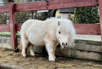 Kleinste heute lebende Pferderasse in Aue zu sehen - Im Auer Zoo der Minis sind Mini-Shetlandpony zu sehen, die kleinste heute lebende Pferderasse. Foto: Ralf Wendland
