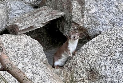 Kleinstes Raubtier der Welt im Auer Zoo der Minis - Im Auer Zoo der Minis ist auch das Mauswiesel als kleinstes Raubtier der Welt vertreten. Foto: Ralf Wendland