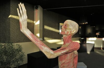 Körperausstellung mit echten Exponaten in Chemnitz eröffnet - Die anatomische Ausstellung findet vom 24. Bis 27. Februar im Pentagon3 in Chemnitz statt. 