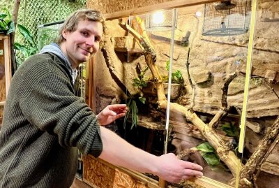 Kornnattern sind im Zoo der Minis zuhause - Zootierpfleger Peter Hömke vorm Terrarium der Kornnattern. Foto: Ralf Wendland