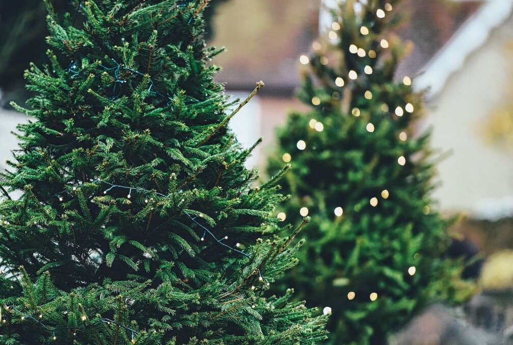 Kostenlose Mitnahme von Weihnachtsbäumen in Plauen - Die Weihnachtsbäume können zum oben genannten Termin kostenlos mitgenommen werden. Symbolbild. Foto: Adobe Stock